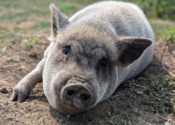 Guessing the correct weight of Pablo the pig and his animal friends won the Parker Family an overnight stay and day pass to Marwell Zoo, sponsored by Signature at Caversham. PIcture Signature