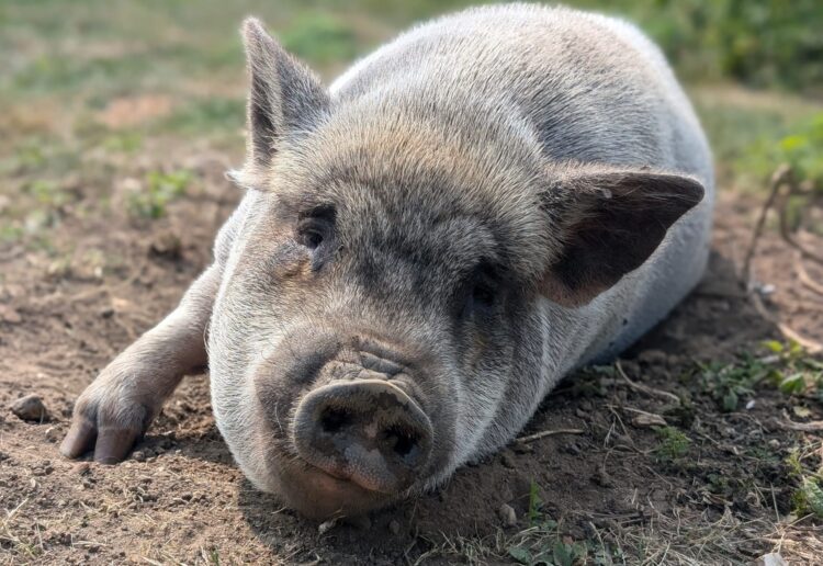 Guessing the correct weight of Pablo the pig and his animal friends won the Parker Family an overnight stay and day pass to Marwell Zoo, sponsored by Signature at Caversham. PIcture Signature