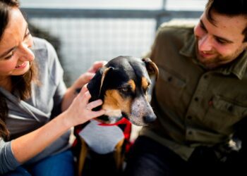 Dogs Trust tips can help family pups cope with New Year celebrations. Picture: Chewy via Unsplash