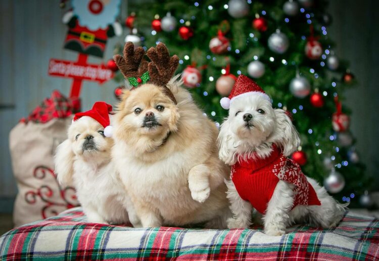 The pack walk takes place on Sunday.