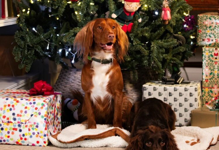 Christmas Picture: Vox Pops International and The Kennel Club