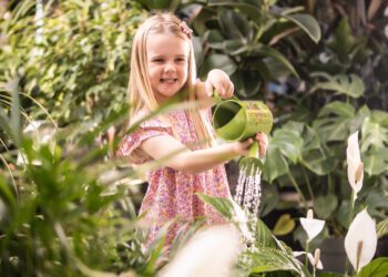 Little Seedlings ambassador Ella, 5, waters houseplants at Dobbies. Picture: Brian Morrison, Dobbies