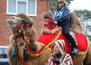 Camels and donkeys were the surprise attraction at Holme Grange school's Living Nativity. PIcture: Holme Grange