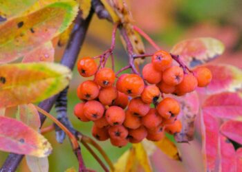 California Gardeners Club members will be able to enjoy a talk from invited speaker Ray Broughton, who will be giving tips and hints on how to prepare gardens for winter. Picture: Yoksel Zok via Unsplash