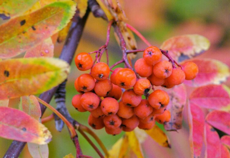 California Gardeners Club members will be able to enjoy a talk from invited speaker Ray Broughton, who will be giving tips and hints on how to prepare gardens for winter. Picture: Yoksel Zok via Unsplash