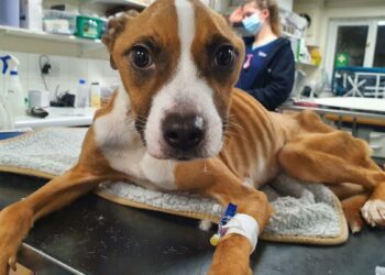 RSPCA