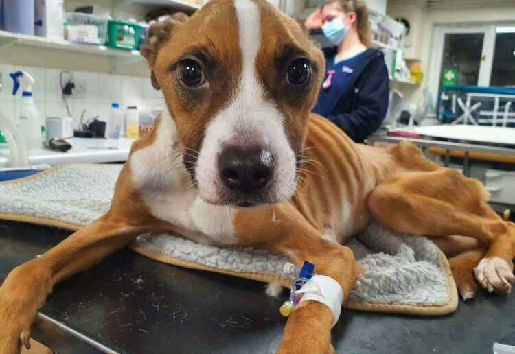 RSPCA