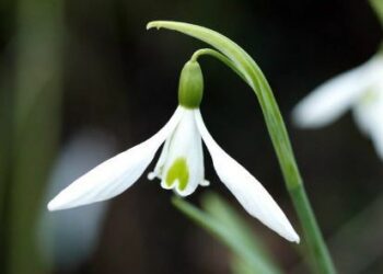 Snowdrop