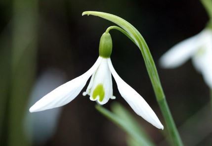 Snowdrop