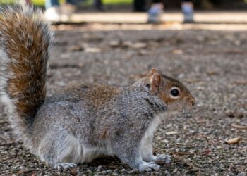 The kindness of strangers. Bus driver and young lad's compassion for wildlife rescues squirrel from the road. Stock picture: Clovis Wood via Unsplash