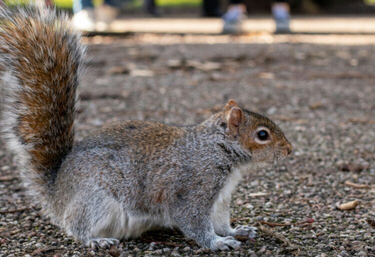 The kindness of strangers. Bus driver and young lad's compassion for wildlife rescues squirrel from the road. Stock picture: Clovis Wood via Unsplash