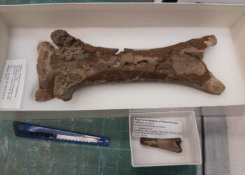 A fossilised neck bone found in Canada has shed some light on crocodile-like creatures from over 75 million years ago, the University of reading has said. Picture: The University of Reading