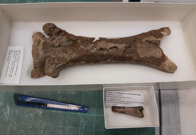 A fossilised neck bone found in Canada has shed some light on crocodile-like creatures from over 75 million years ago, the University of reading has said. Picture: The University of Reading