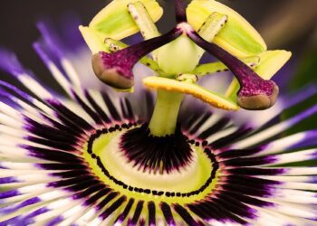 Plant Heritage is asking borough botanists and gardeners to search their plots (and indoor houseplants) for any interesting varieties that might be winner worthy. Picture: garten-gg (G.C) via Pixabay