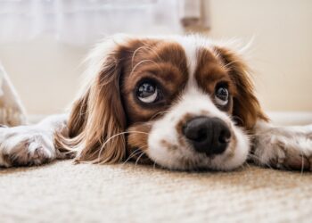 People across Berkshire are being invited to have their say on the future of animal welfare in the county, as part of the RSPCA's Big Conversation. Picture: Fran Patel via Pixabay (Fran@thisisfranpatel)