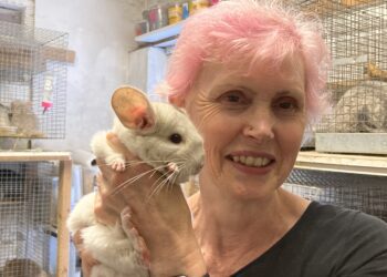 Heather says caring for chinchillas is a serious, and expensive, business. Picture: Emma Merchant
