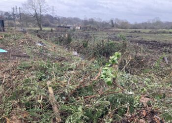 Wokingham residents have expressed sorrow and dismay at the clearing of trees beside Tesco Wokingham, in preparation for the new distributor road. PIcture: Emma Merchant