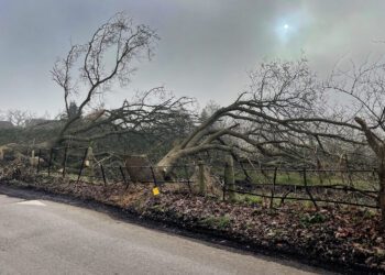 One of the trees off Easthampstead Road. Pic: Andrew Batt.