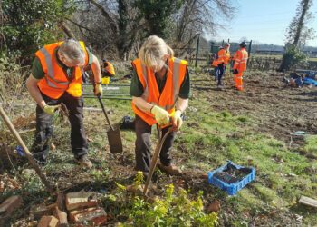 Wokingham Town Council and Wokingham in Bloom volunteers undertook a special mission to rescue hundreds of snowdrops in the town on Thursday. Picture: Wokingham In Bloom