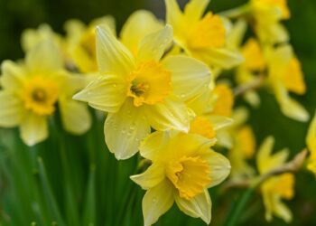 Daffodils Picture: Erika Varga from Pixabay