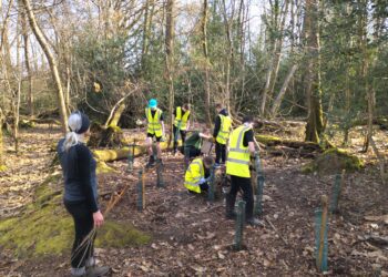 The 1st Woosehill Scouts helped to plant more than 100 saplings to help restore natural growth in Fox Hill Woodland. Picture: 1st Woosehill Scouts