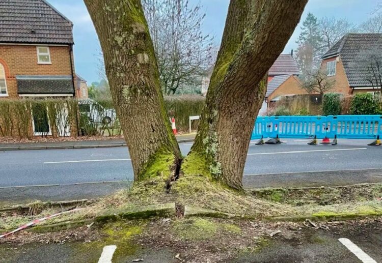 The 'dangerous' tree on Finchampstead Road.