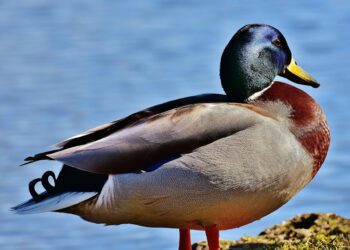 There's a new solar feeder for wildfowl at Woodford Park Lake. Picture: Alexa via Pixabay