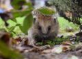 Hedgehogs and wild birds would benefit from the practice of laid hedges in Wokingham. Picture: Hundankbar via Pixabay