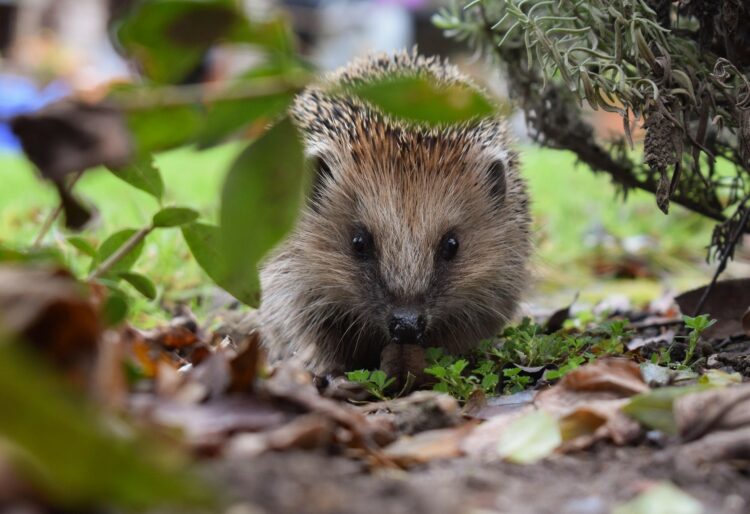 Hedgehogs and wild birds would benefit from the practice of laid hedges in Wokingham. Picture: Hundankbar via Pixabay