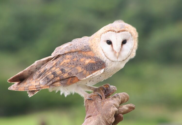 With 22 new barn owl boxes installed there are hopes that more of the birds will breed in the borough. Picture: Cherrywalker via Pixabay