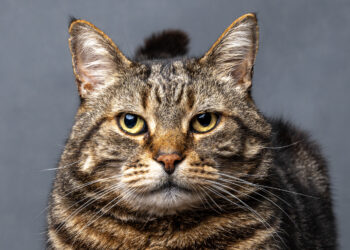 Not Impressed by Jamie Smart, the ?Pet Portraits? winner last year.