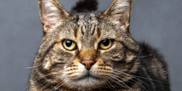 Not Impressed by Jamie Smart, the ?Pet Portraits? winner last year.