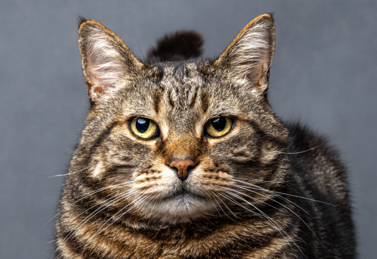 Not Impressed by Jamie Smart, the ?Pet Portraits? winner last year.