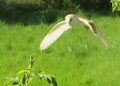 Brian Moffatt managed to capture images of a daylight barn owl in Wokingham, near the new distribution road construction site. Pictures: Brian Moffatt