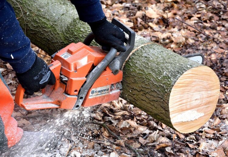 Tree felling Picture: Pixabay