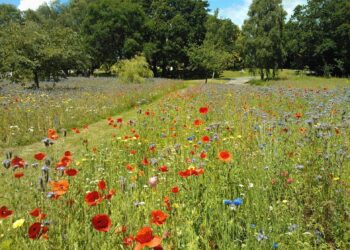 Wildflower areas, which form part of developer David Wilson Homes proposal to build 230 homes on land north of New Bath Road in Twyford. Credit: David Wilson Homes.