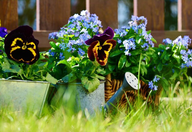 Members of Twyford and Ruscombe Horticultural Association will be selling plants at their garden store on June 1.Picture: congerdesign via Pixabay