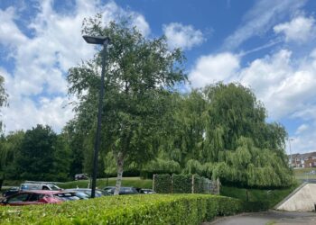 Trees at McDonald\'s The Keep, credit Isabella Perrin