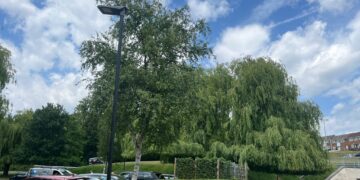 Trees at McDonald\'s The Keep, credit Isabella Perrin