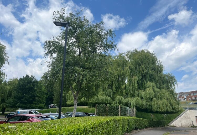 Trees at McDonald\'s The Keep, credit Isabella Perrin