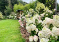 Squire's Garden Centres will be celebrating the hydrangea at their month long festival of the blooms. Picture: Squire's Garden Centres