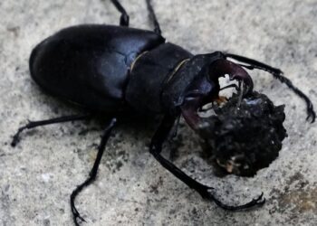 Males are instantly recognisable with their antler-like jaws. Pic: Andrew Batt.