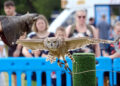 Winnersh fete. Sid performs as part of the falconry display. Pic: Andrew Batt.