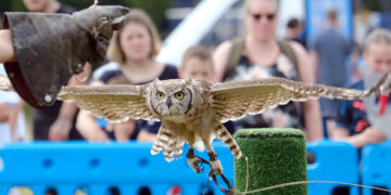 Winnersh fete. Sid performs as part of the falconry display. Pic: Andrew Batt.