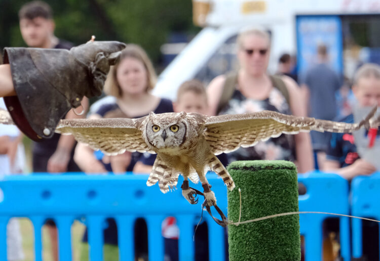 Winnersh fete. Sid performs as part of the falconry display. Pic: Andrew Batt.