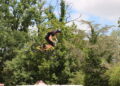 Hurst show