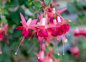 It will feature displays from expert growers and enthusiasts from across the region.