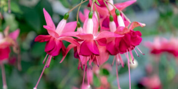 It will feature displays from expert growers and enthusiasts from across the region.