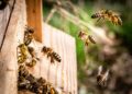 Tony Lack will speak about Bees and Beekeeping, when he visits Wokingham Horticultural Association members, on Thursday, May 30. Picture: Kai Wenzel via Unsplash