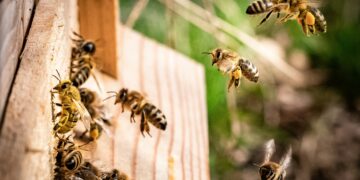 Tony Lack will speak about Bees and Beekeeping, when he visits Wokingham Horticultural Association members, on Thursday, May 30. Picture: Kai Wenzel via Unsplash